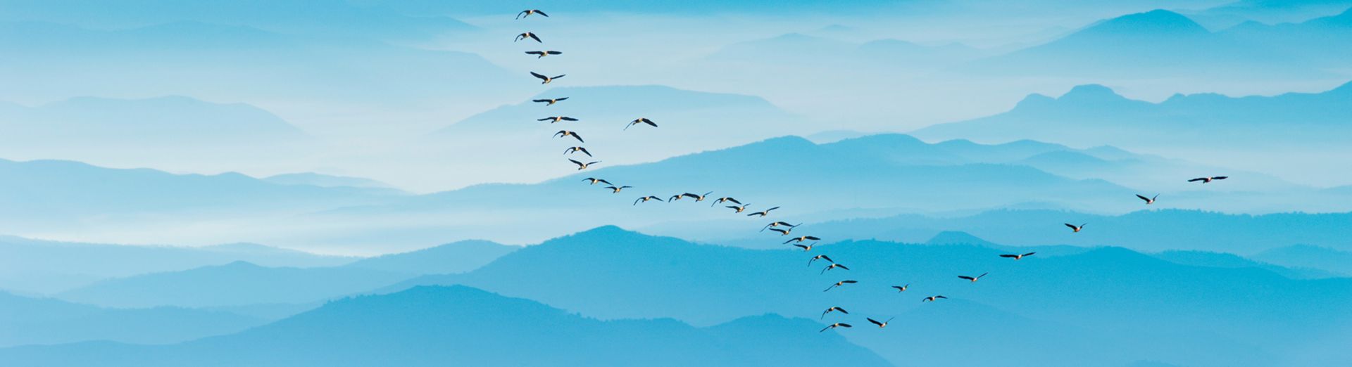 Imagem de gaivotas voando representando o futuro da sustentabilidade da SAP