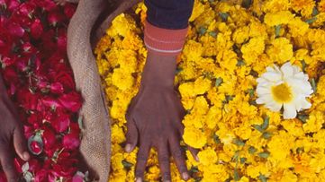 ladies hand on flower