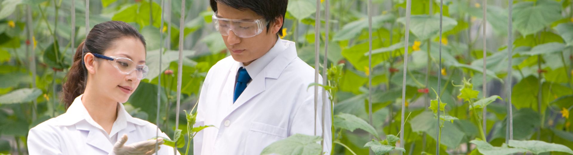 Naukowcy badający rośliny