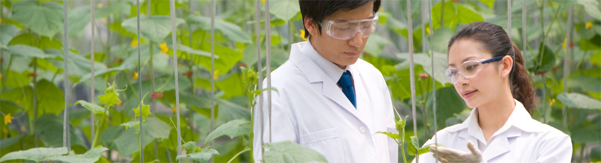 Επιστήμονες που ερευνούν φυτά