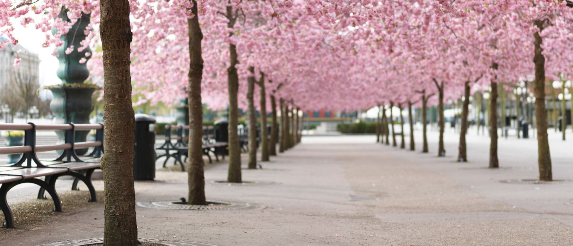 cerisiers dans un parc local