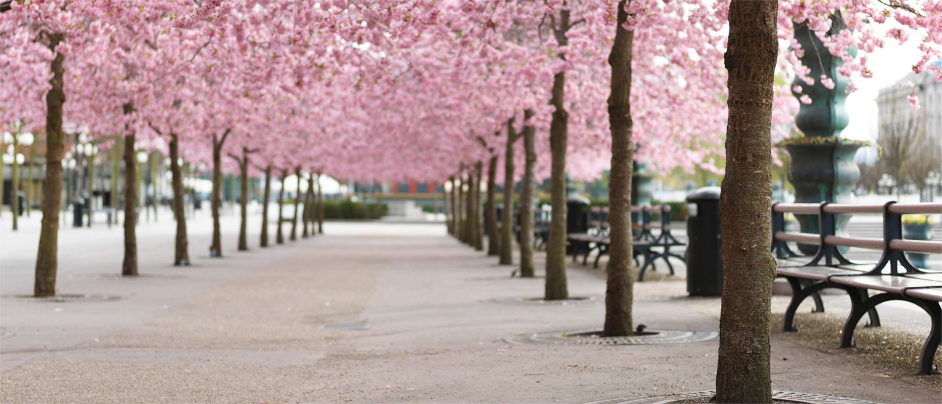 Kirschbäume in einem öffentlichen Park