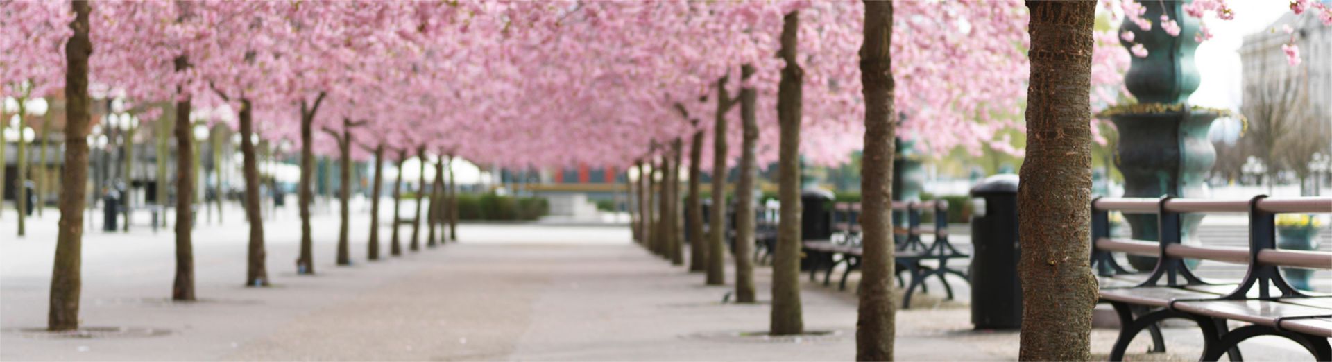 地元の公園に立つ桜の木々