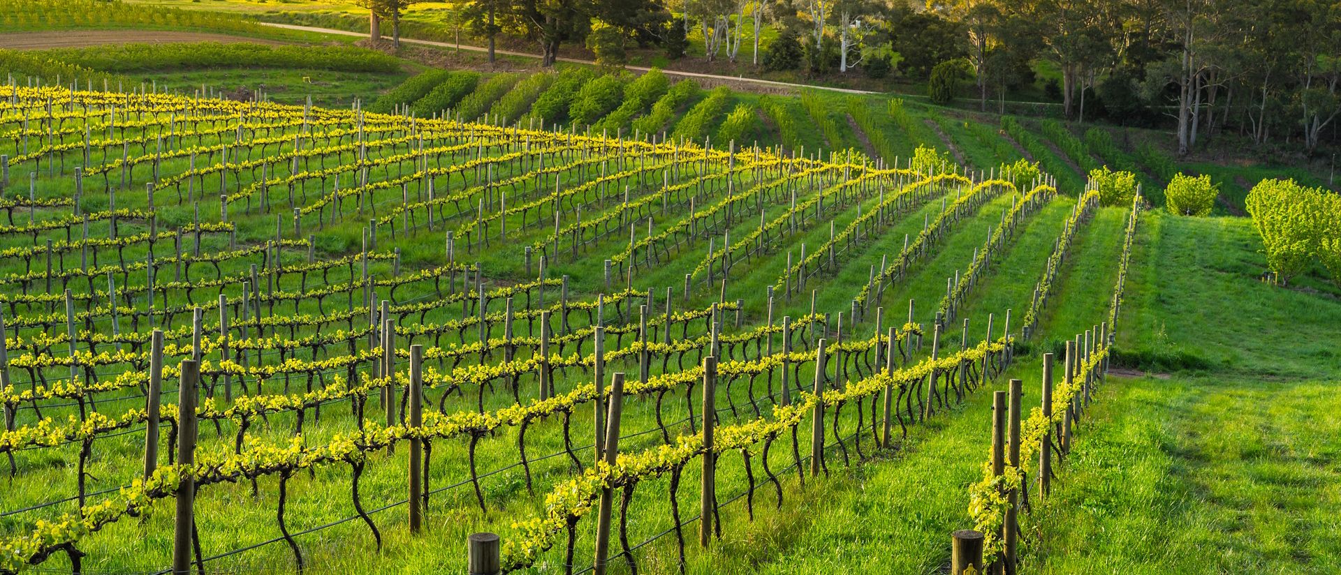 Grapevines in a vineyard at sunset