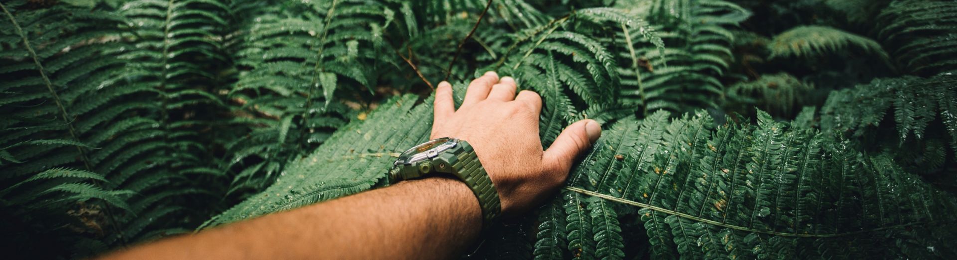 A man’s arm seen holding down fern leaves in a jungle.