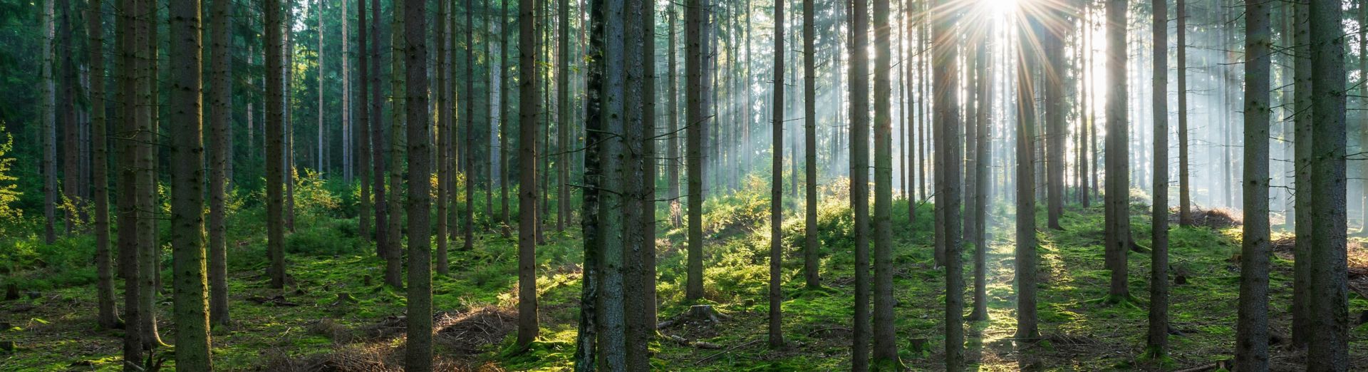 Light-flooded spruce forest