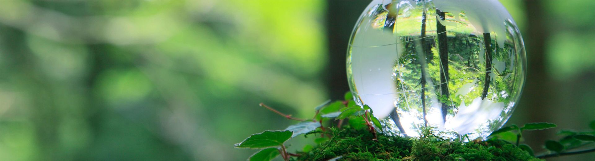 A globe made of glass placed in a forest reflecting the trees