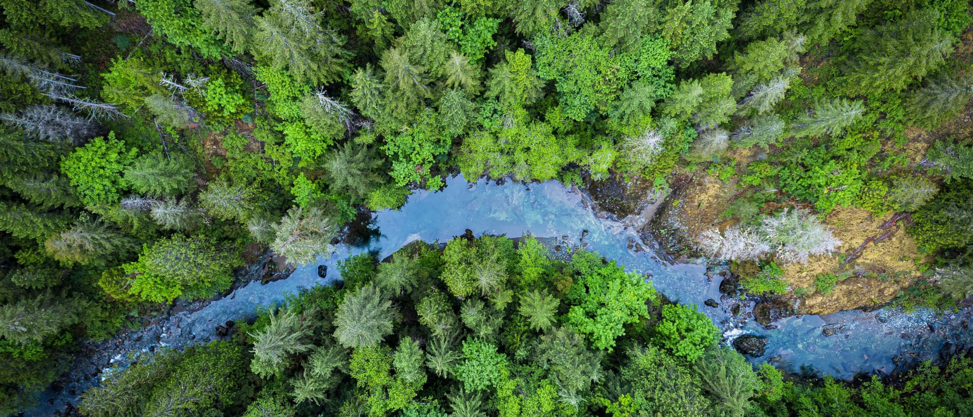 Pine forest and a river from above