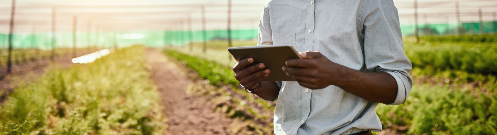 Farmer using tablet