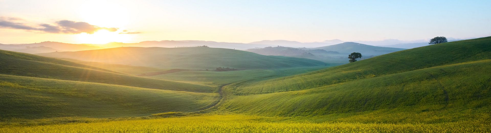 A sunny field