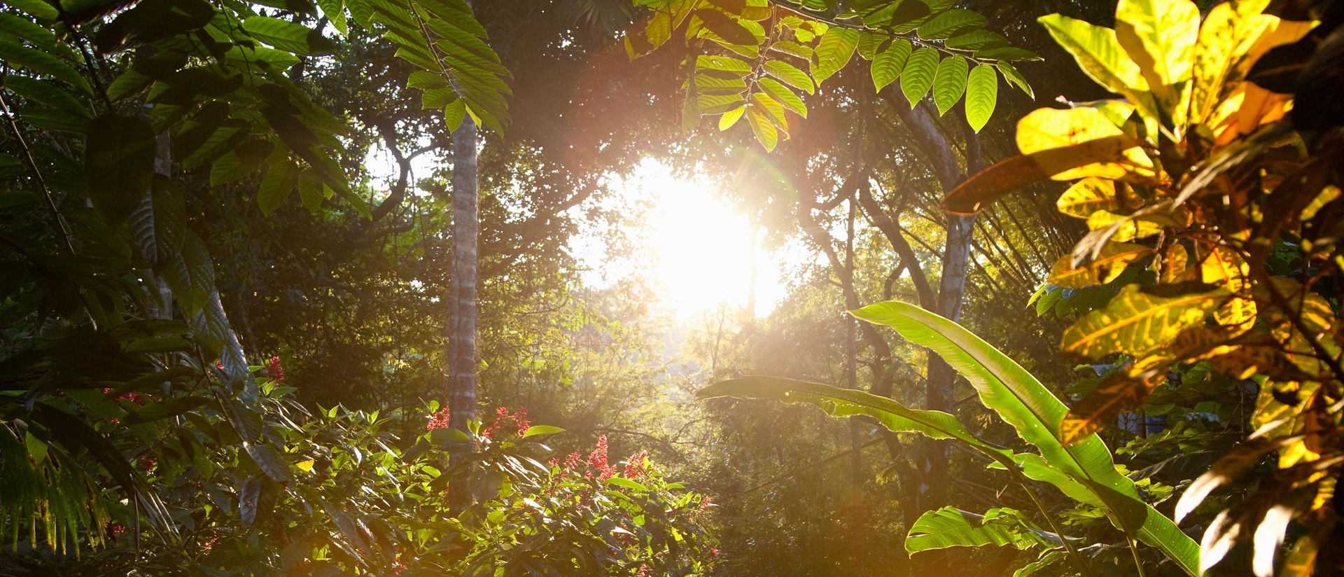 early morning in the rainforest, Costa Rica