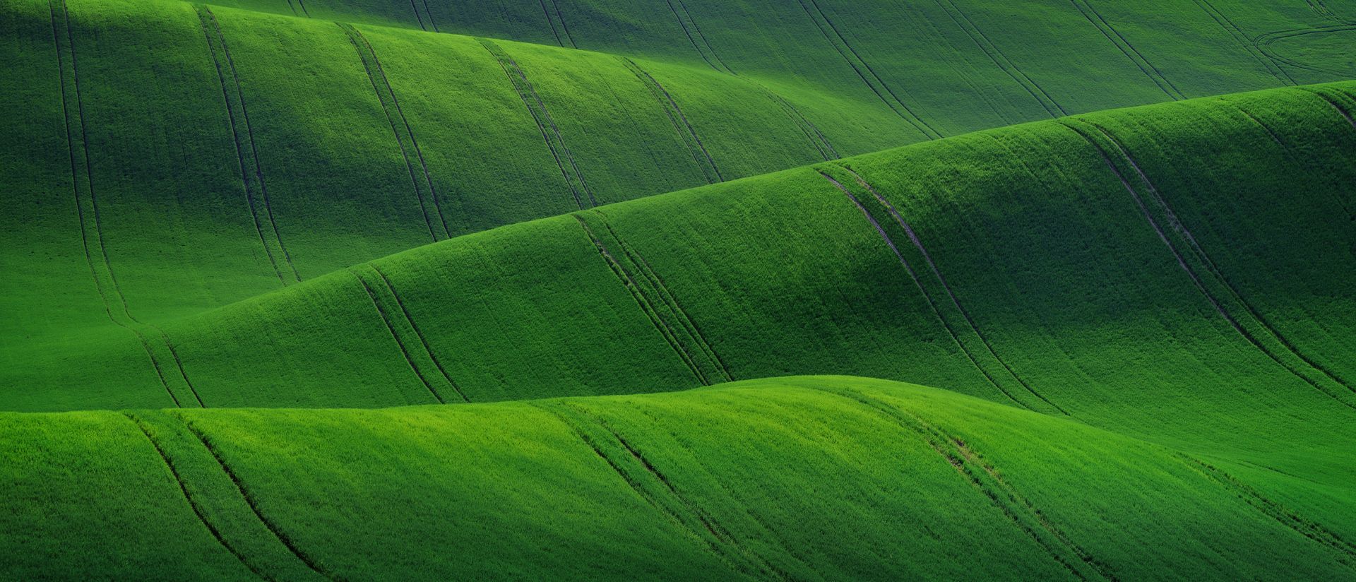 Rural landscape of green fields.