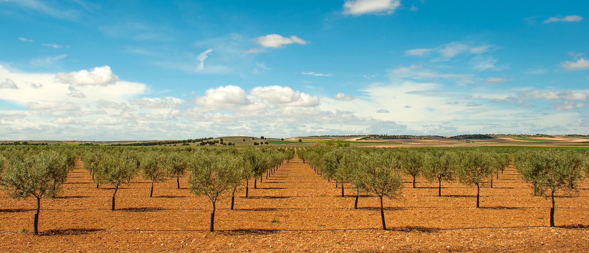 Almond tree orchard