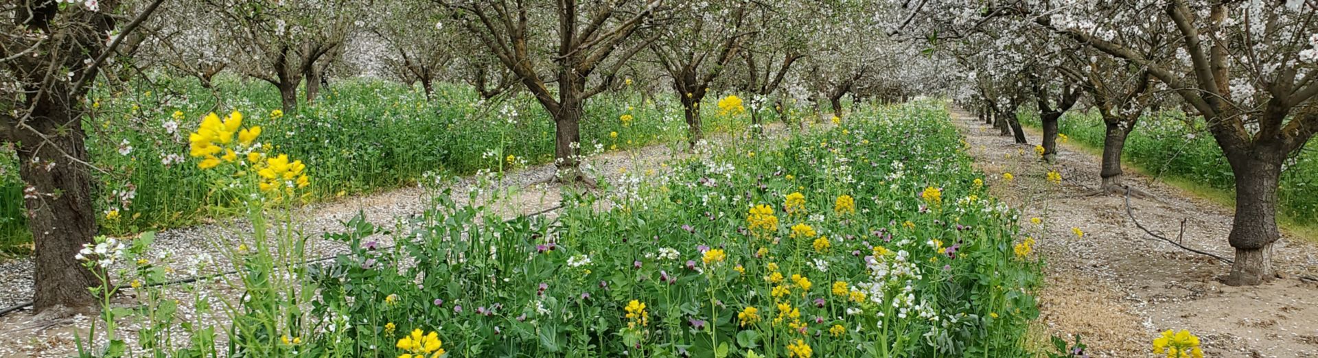 A grove with flowering trees and wild flowers